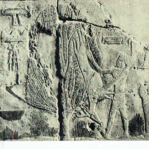 Die Jahreszeitenreliefs aus dem Sonnenheiligtum des Königs Ne-User-Re Die Jahreszeitenreliefs aus dem Sonnenheiligtum des Königs Ne-User-Re, Staatliche Museen zu Berlin, Agyptisches Museum, Berlin 1966